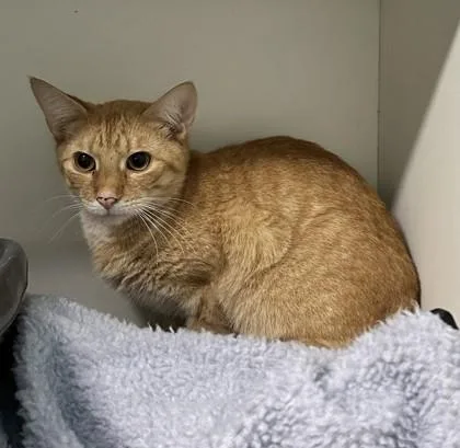 Colby Jack thumbnail 2