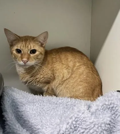 Colby Jack thumbnail 3