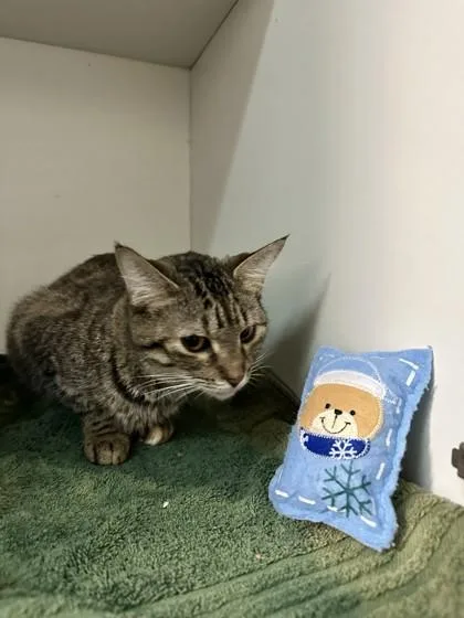 Blue Cheese thumbnail 3