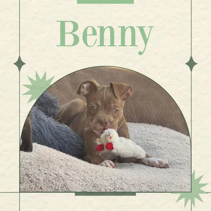 Benny thumbnail 2