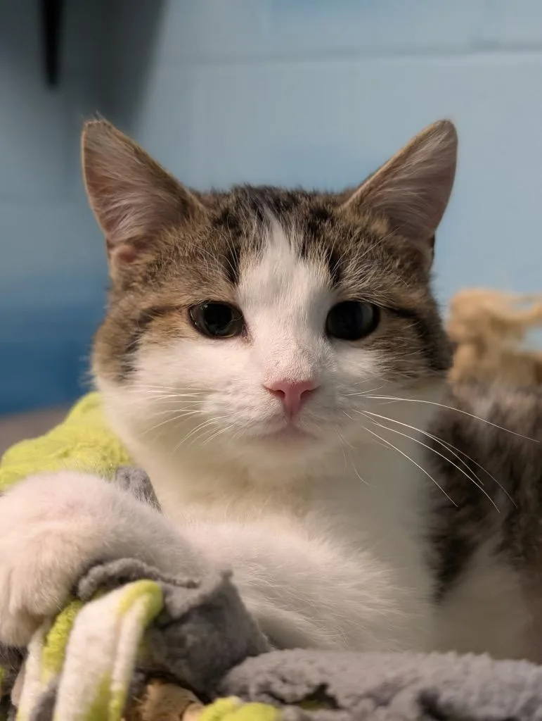 Dust Bunny thumbnail 2