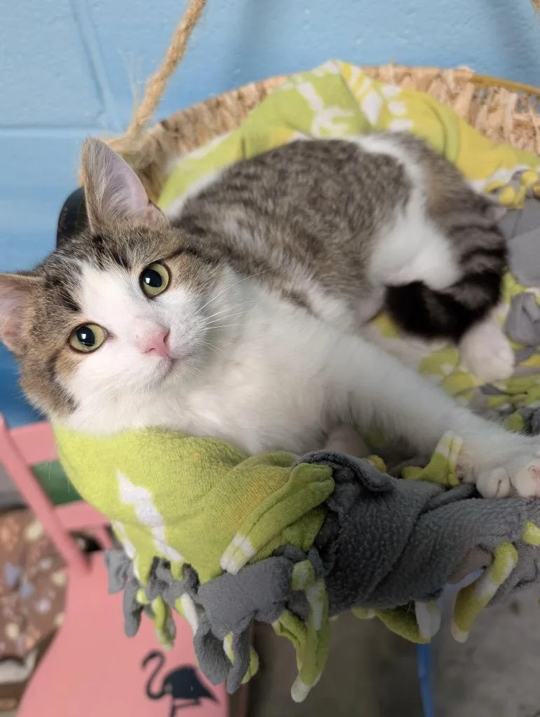 Dust Bunny thumbnail 3