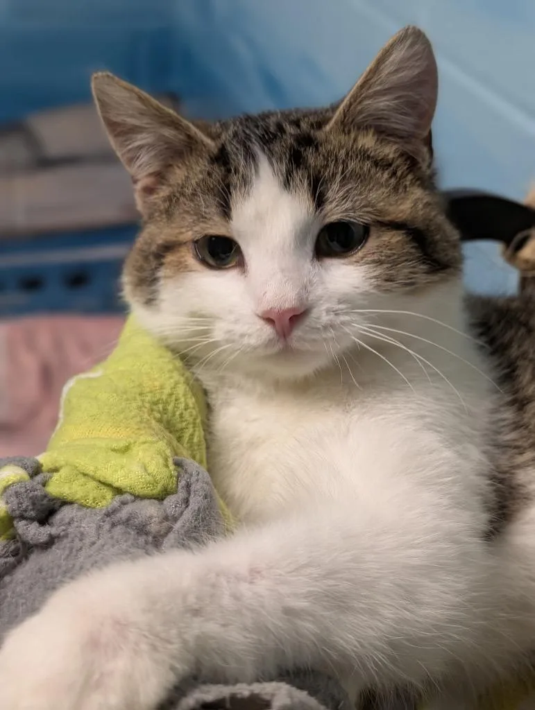 Dust Bunny thumbnail 4