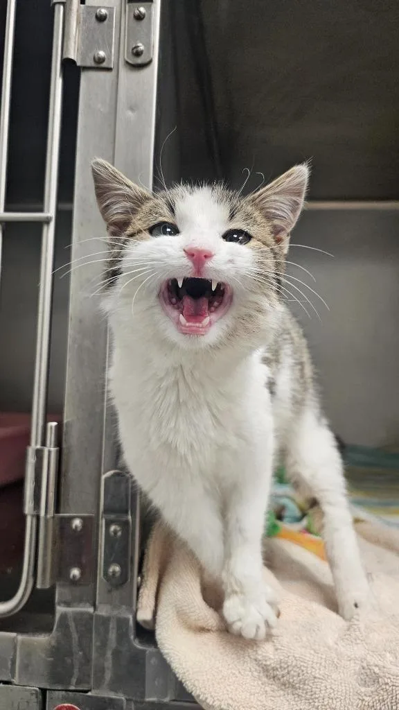 Dust Bunny thumbnail 5