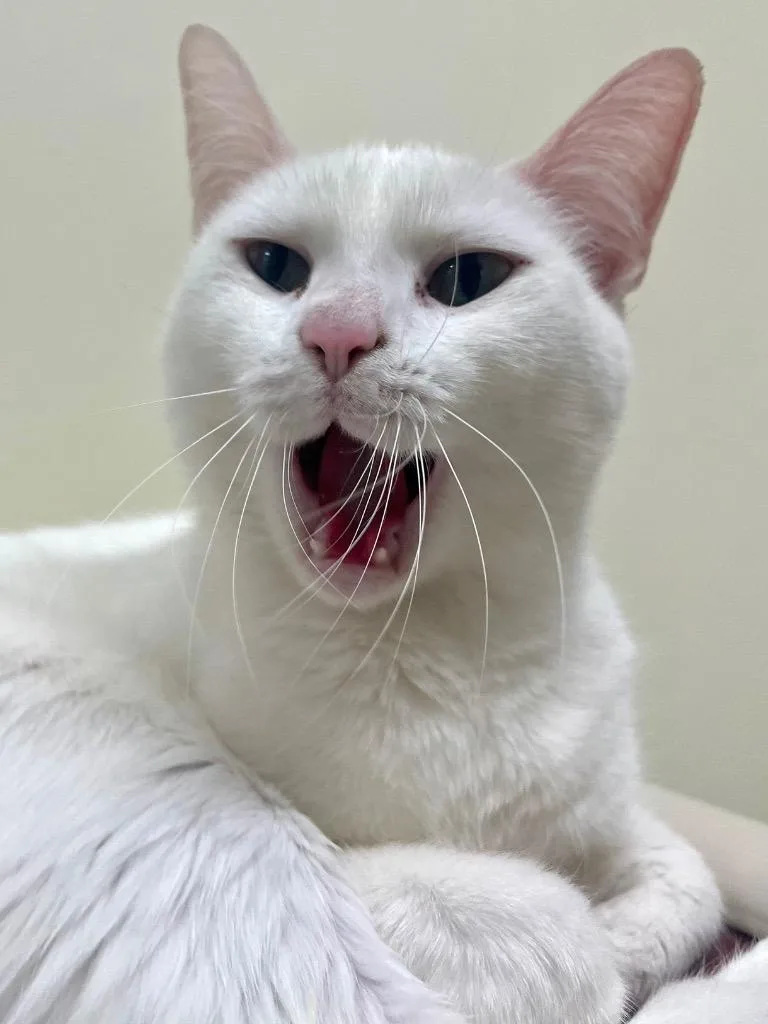 Starlight thumbnail 2