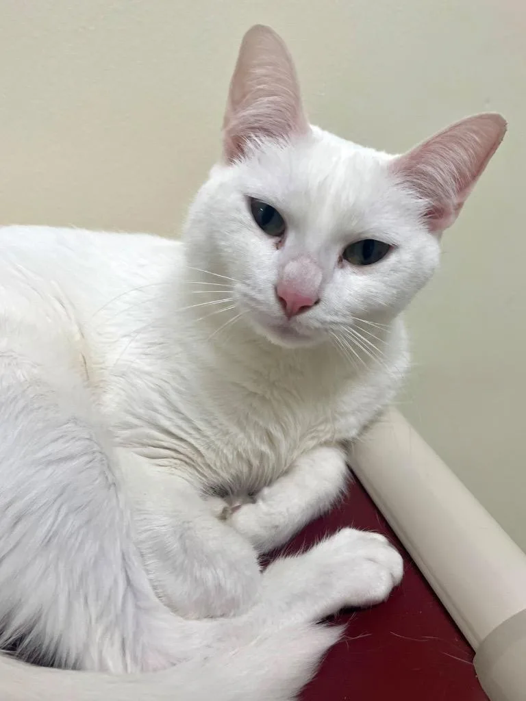 Starlight thumbnail 3