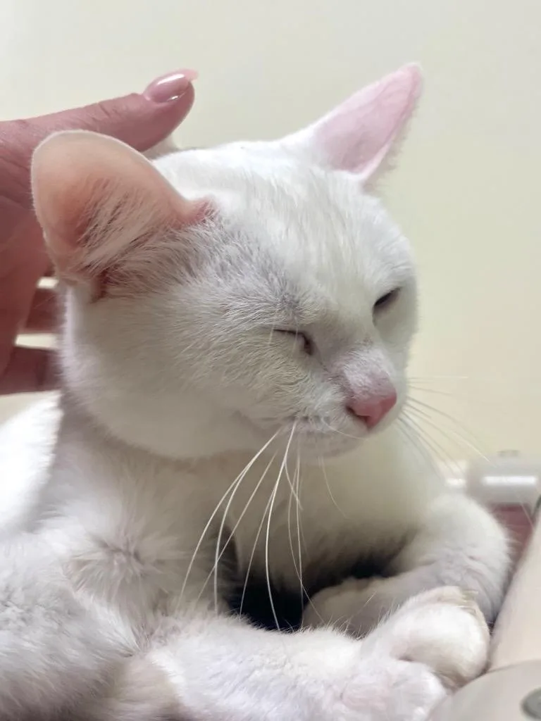 Starlight thumbnail 4