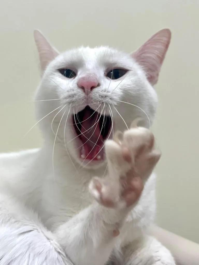 Starlight thumbnail 5