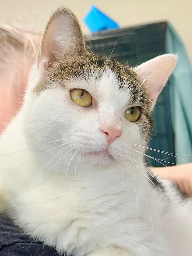 Little Violet   thumbnail 2