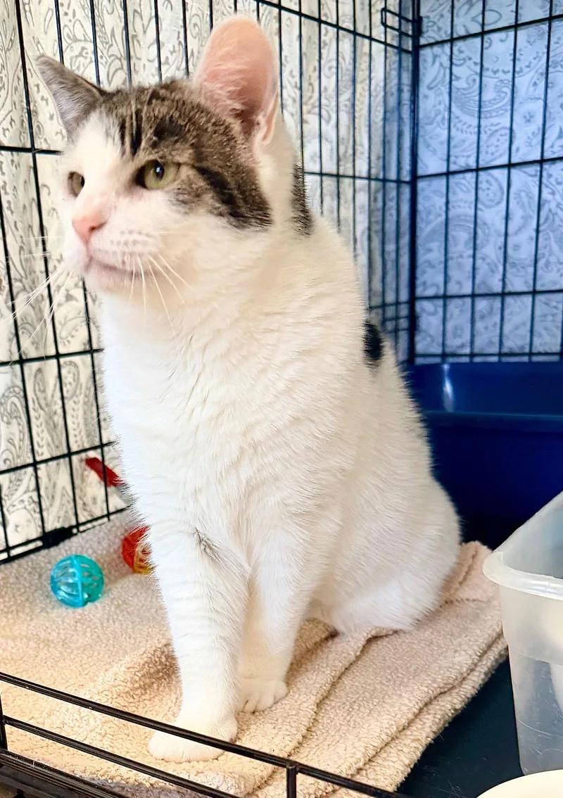 Little Violet   thumbnail 3