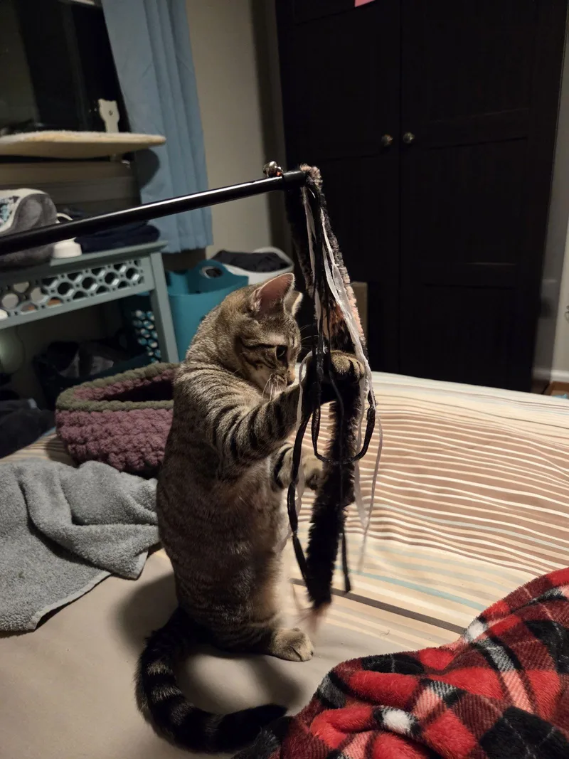 Cassiopeia thumbnail 2