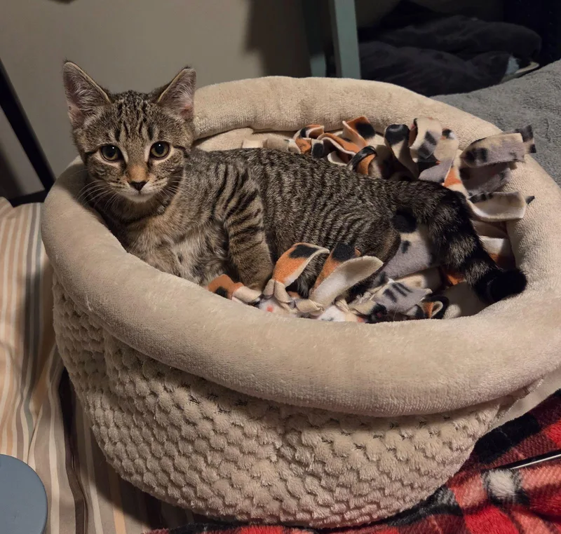 Cassiopeia thumbnail 3