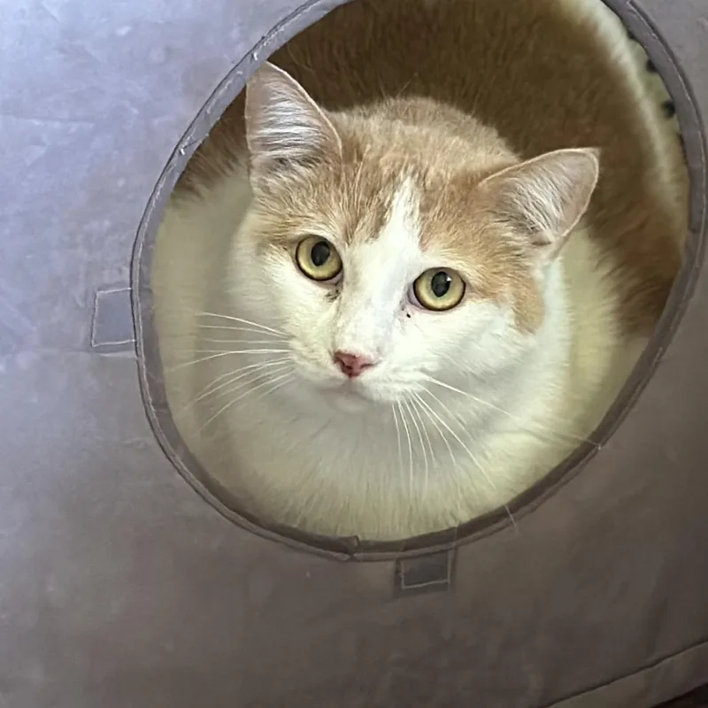 Lil Mustard thumbnail 2