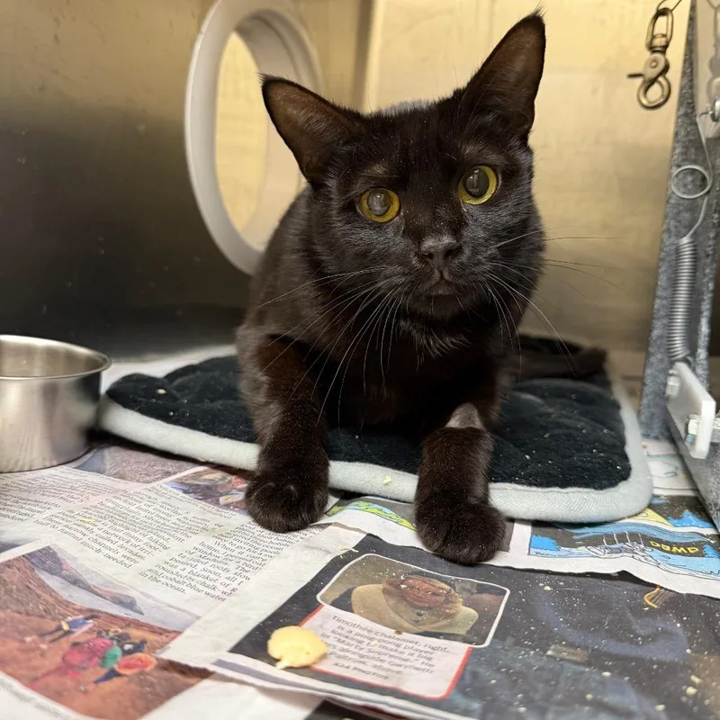 Bombilate thumbnail 2