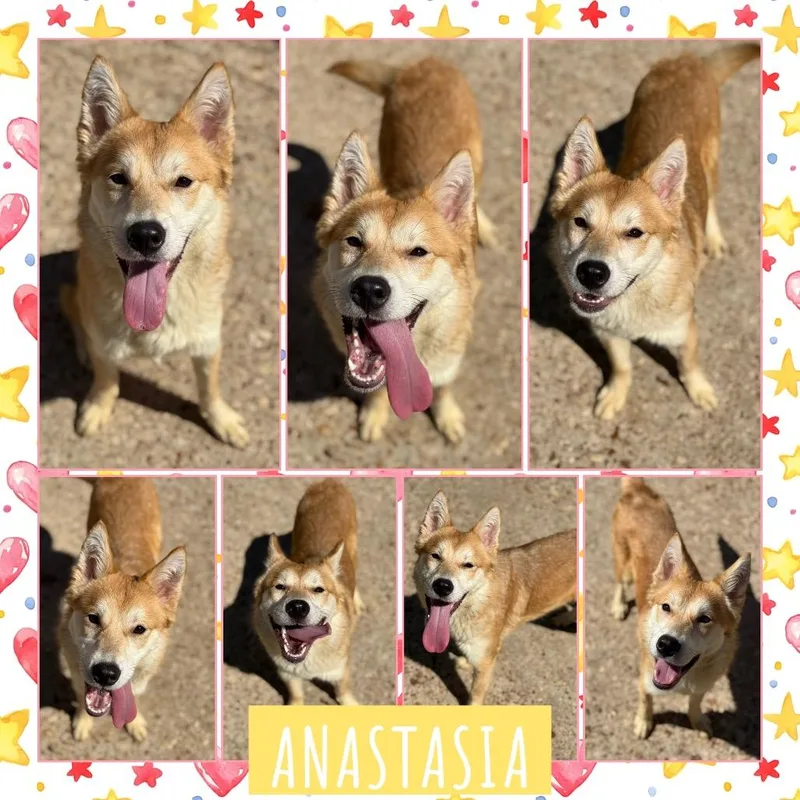 Anastasia thumbnail 2