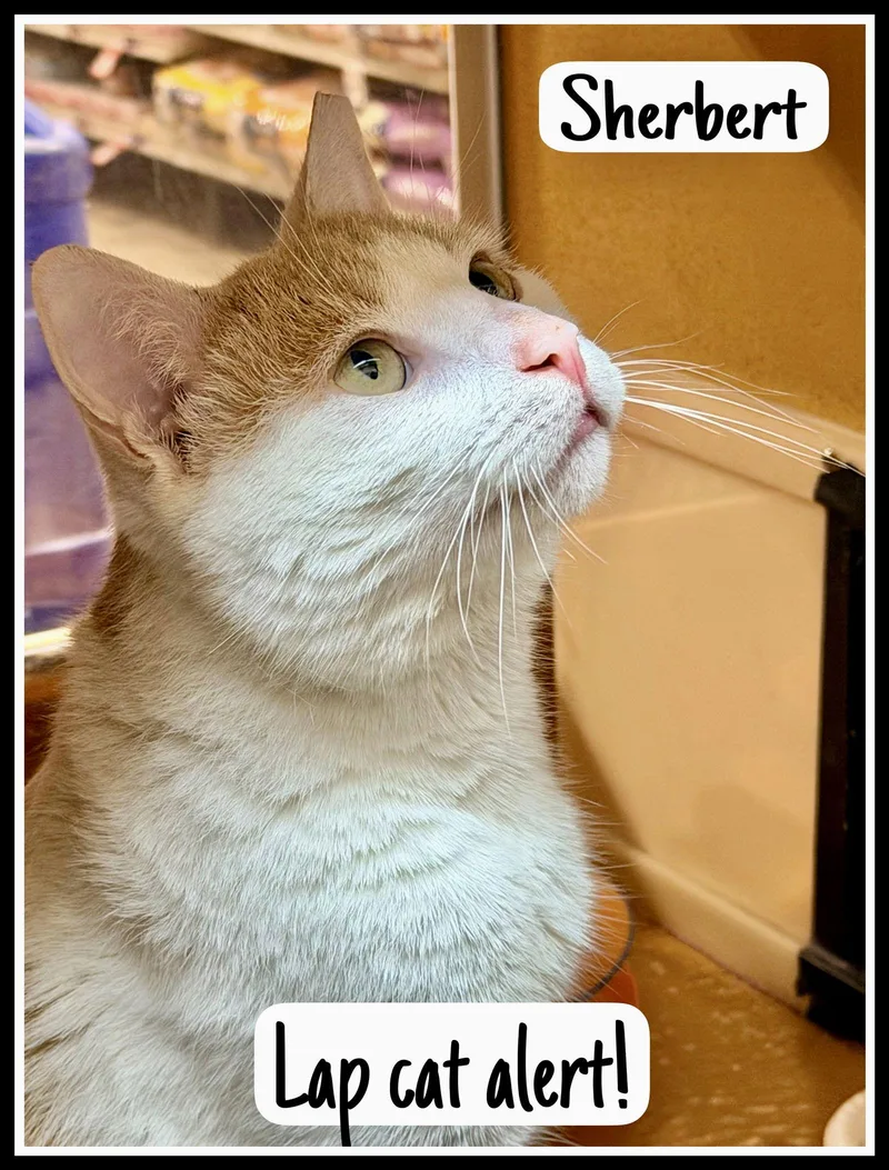 Sherbert  Willow Grove