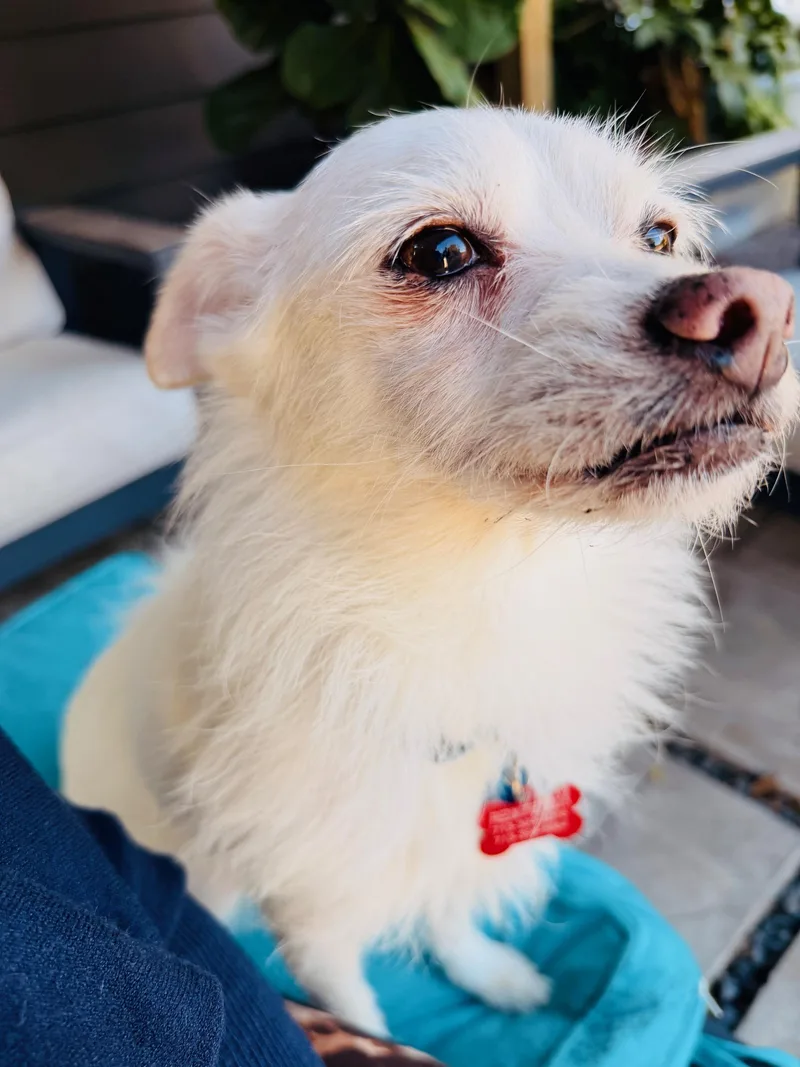 Dynamic Duo Looking For thumbnail 2