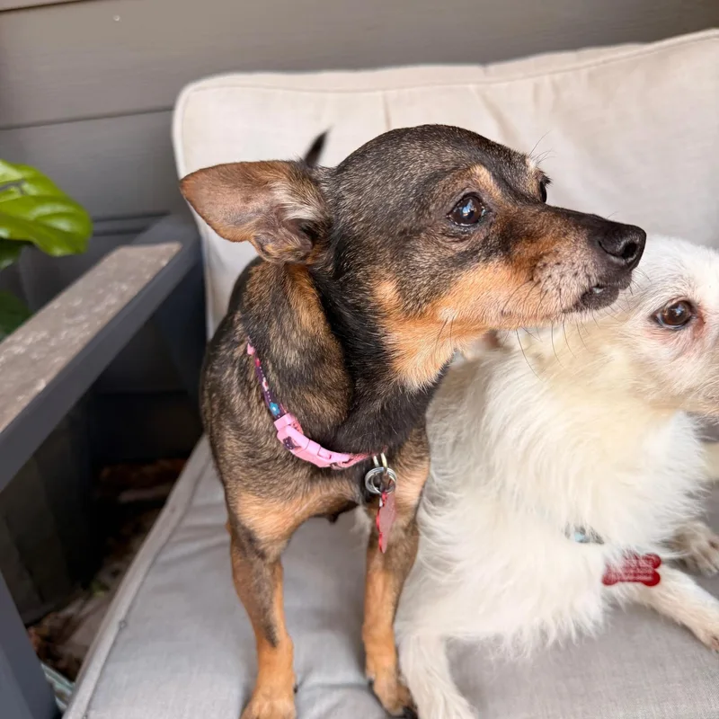 Dynamic Duo Looking For