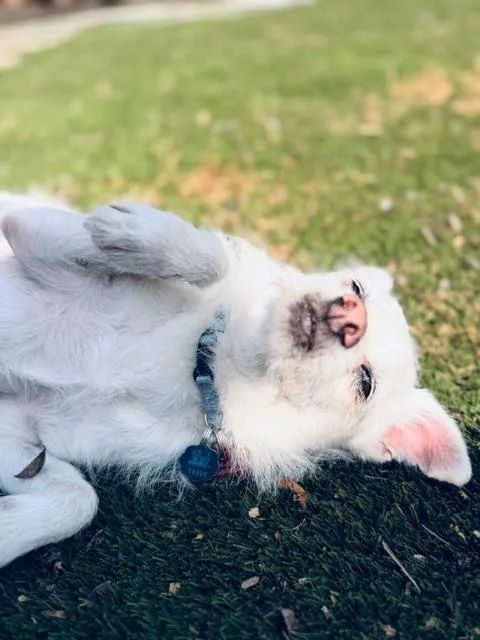 Dynamic Duo Looking For thumbnail 4