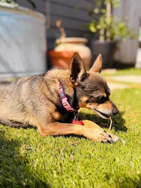 Dynamic Duo Looking For thumbnail 5