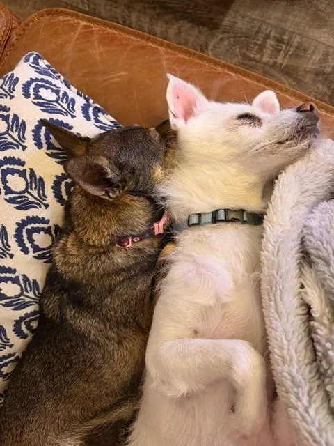 Dynamic Duo Looking For thumbnail 6