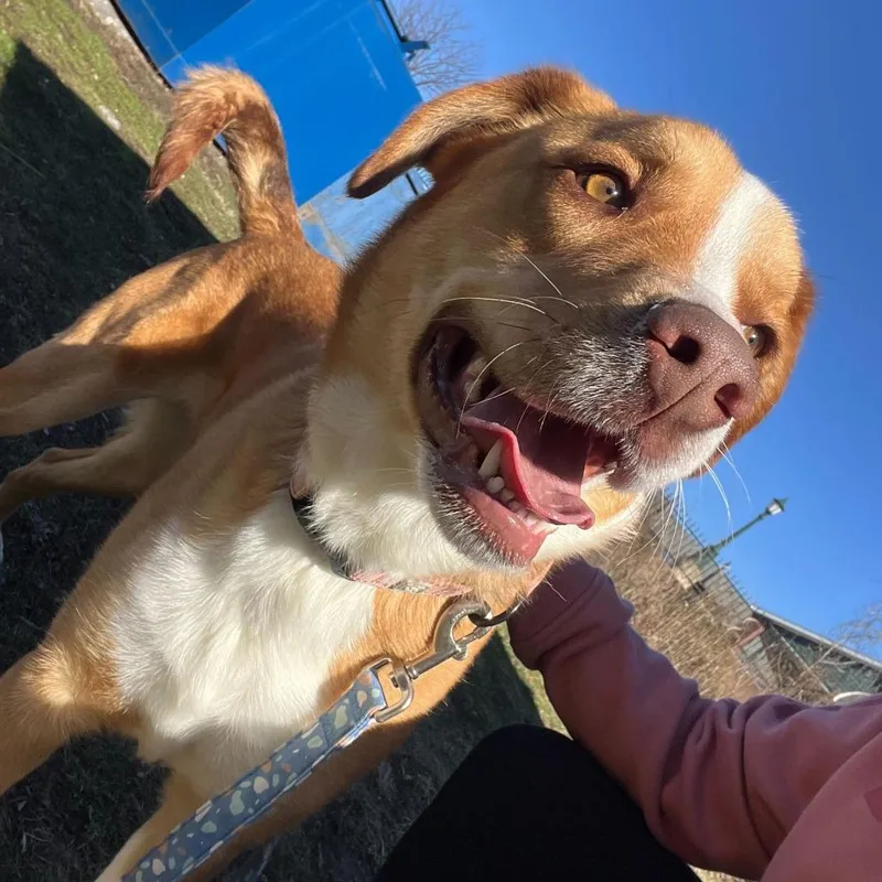 Copper K thumbnail 2