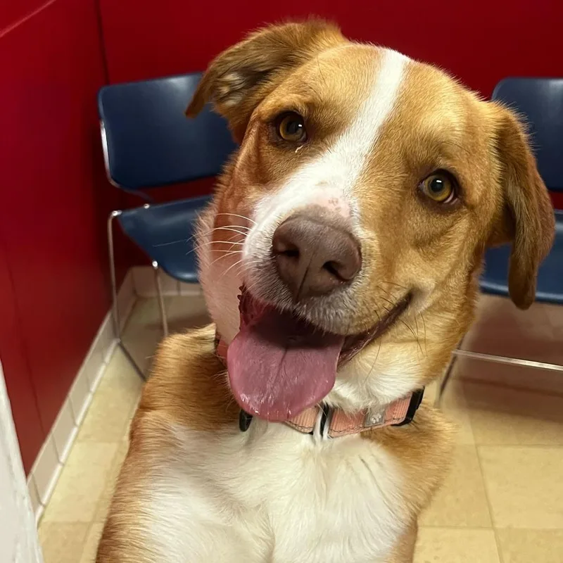 Copper K thumbnail 3