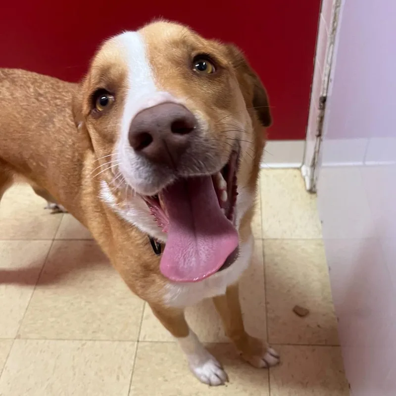 Copper K thumbnail 4