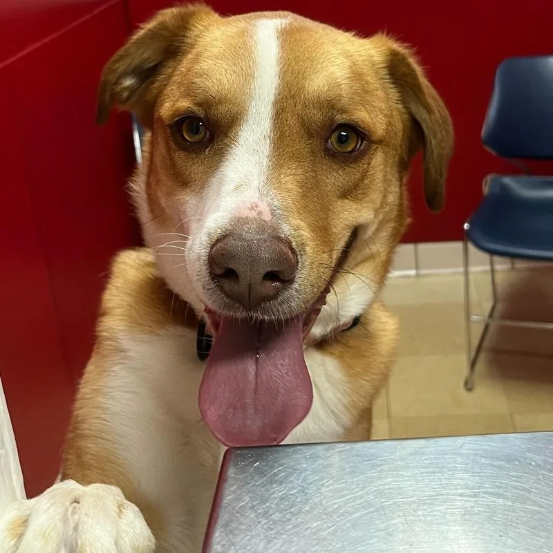 Copper K thumbnail 5