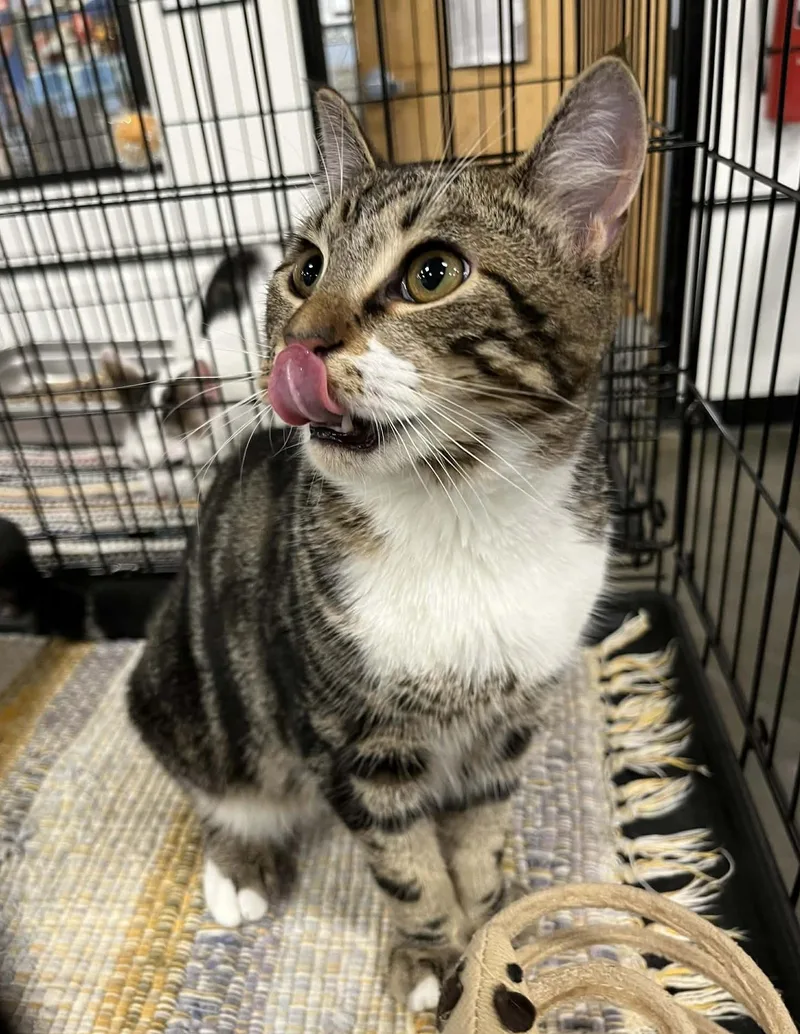 Joey Chestnut thumbnail 2