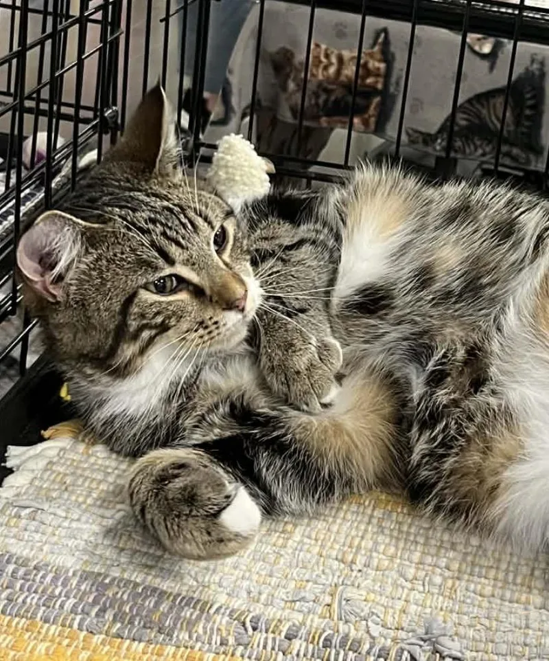 Joey Chestnut thumbnail 3