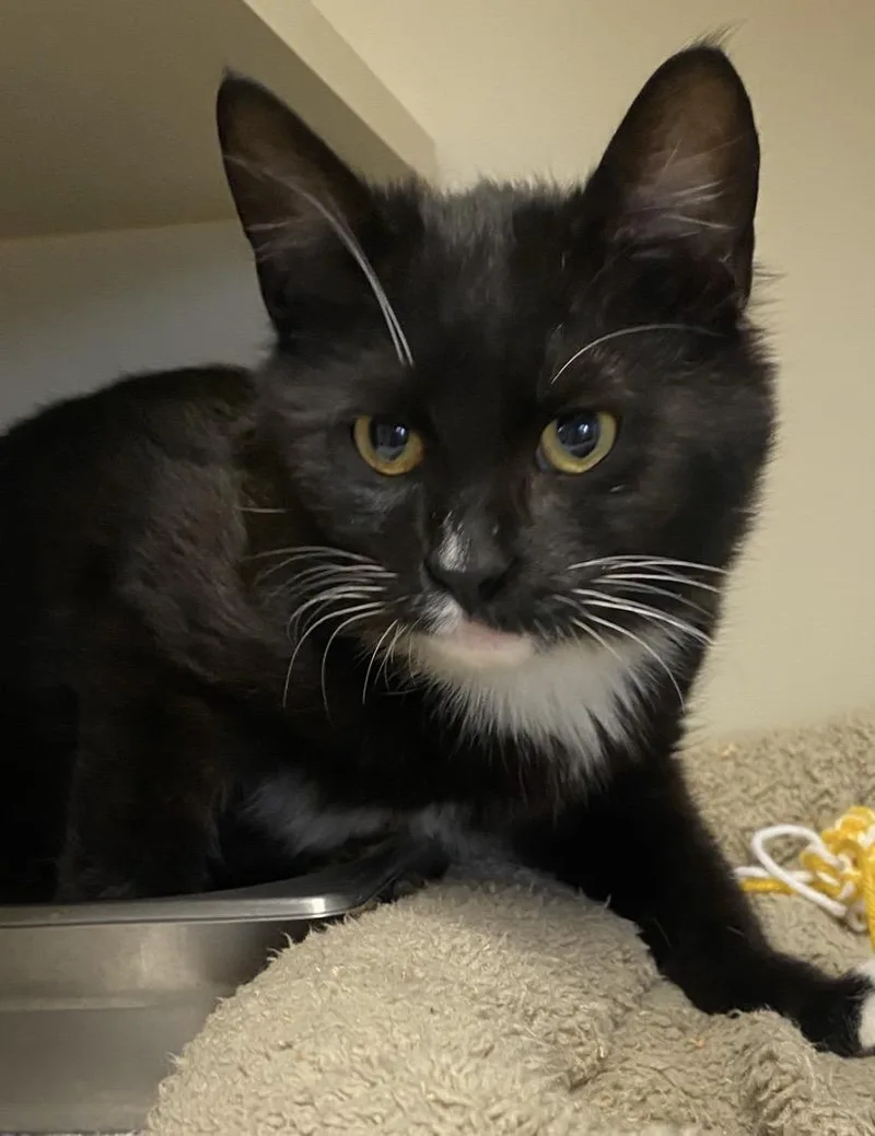 Frankie Forklift thumbnail 2