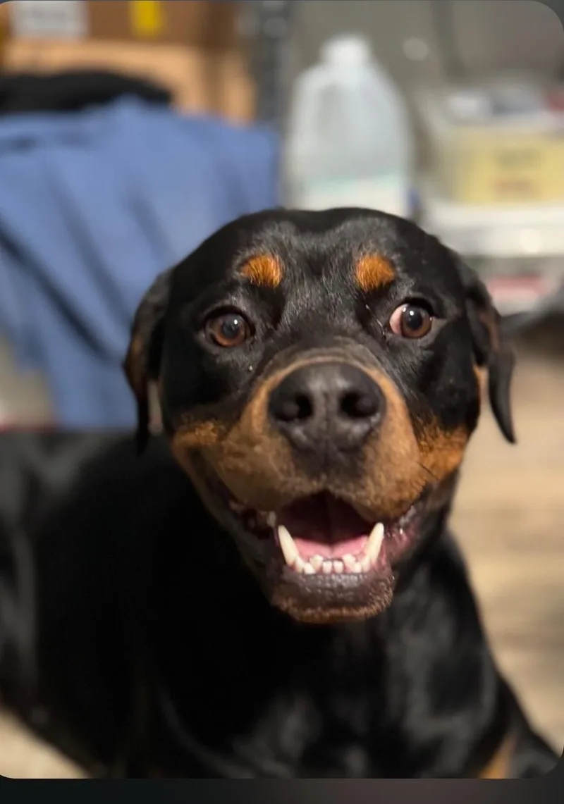 Lollipop thumbnail 2