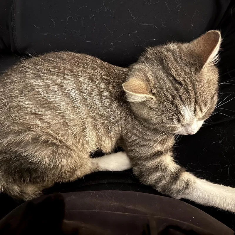 Jalepena thumbnail 2