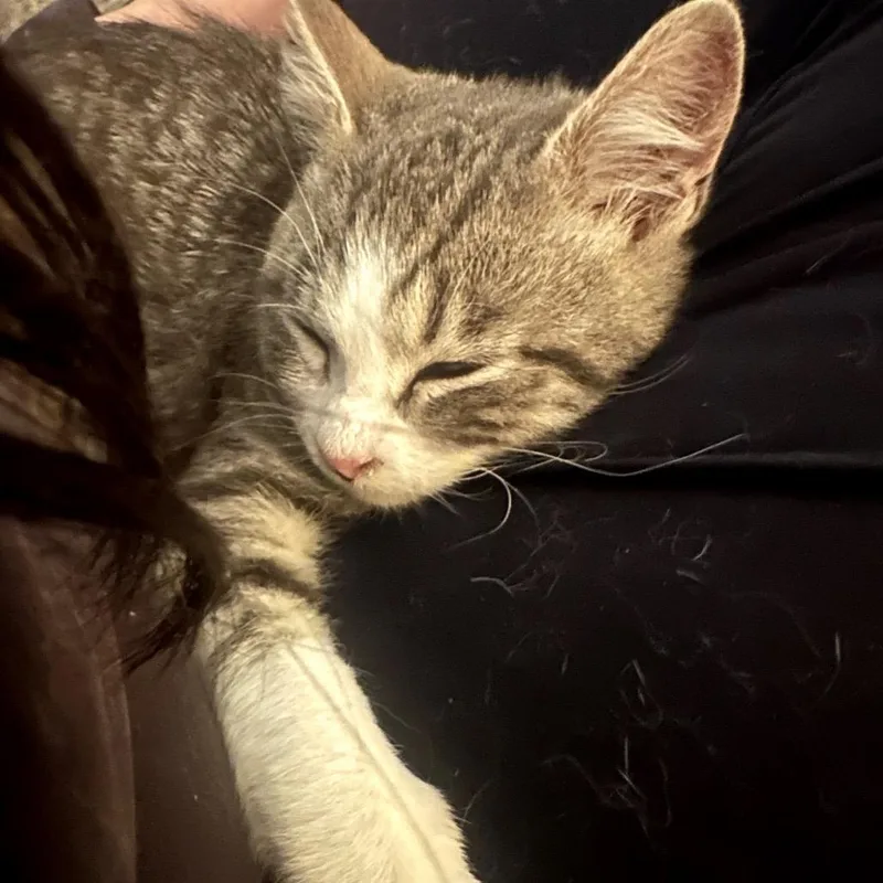 Jalepena thumbnail 3