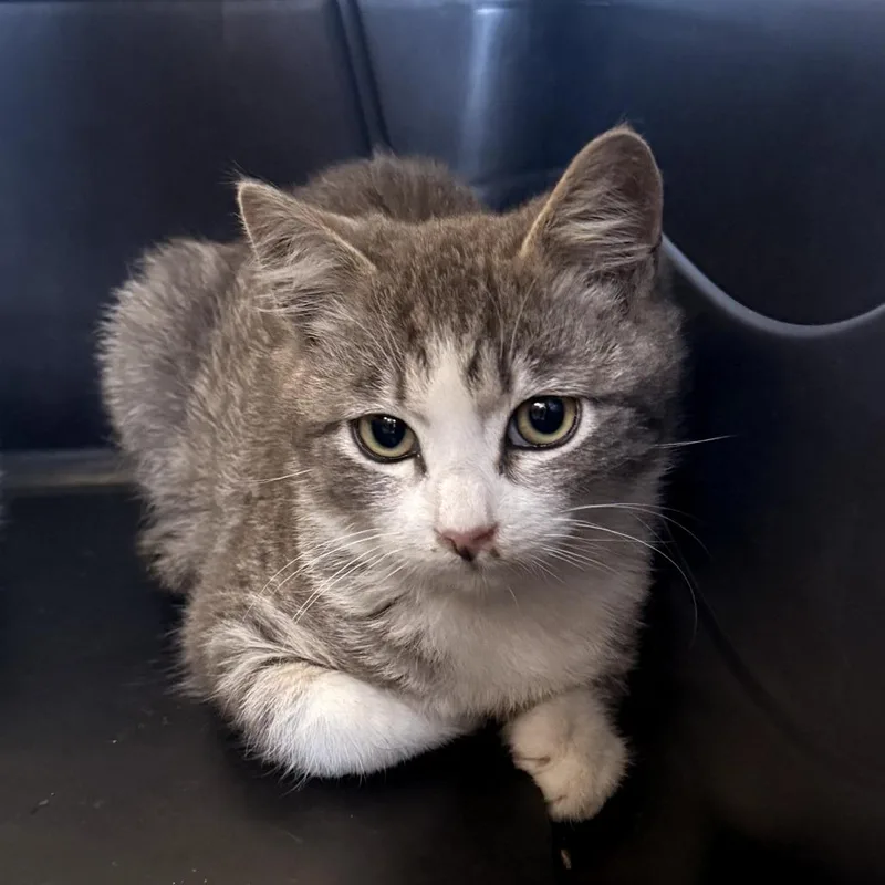 Jalepena thumbnail 5