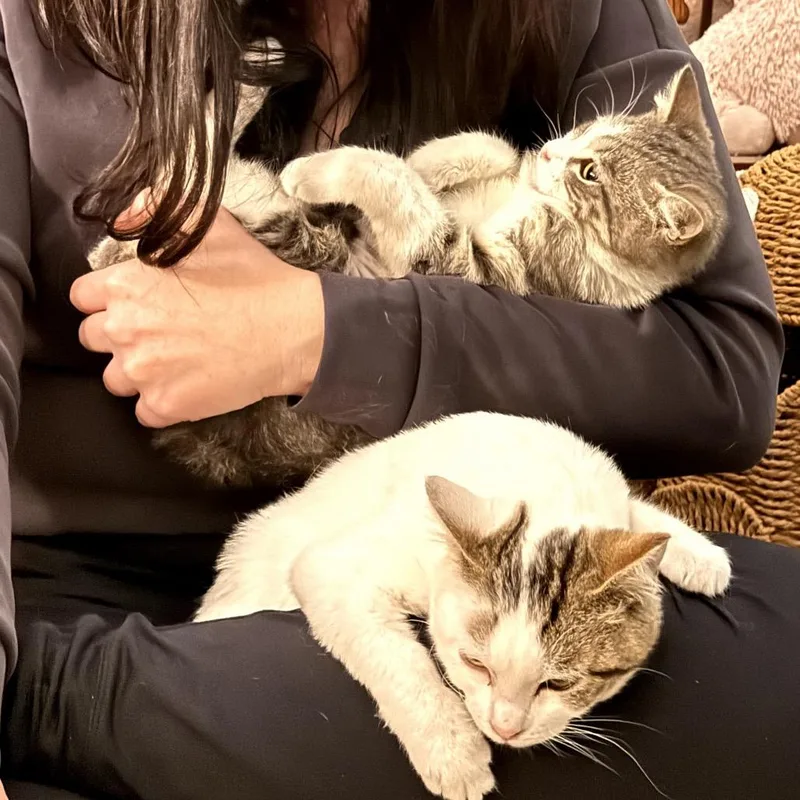 Jalepena thumbnail 6