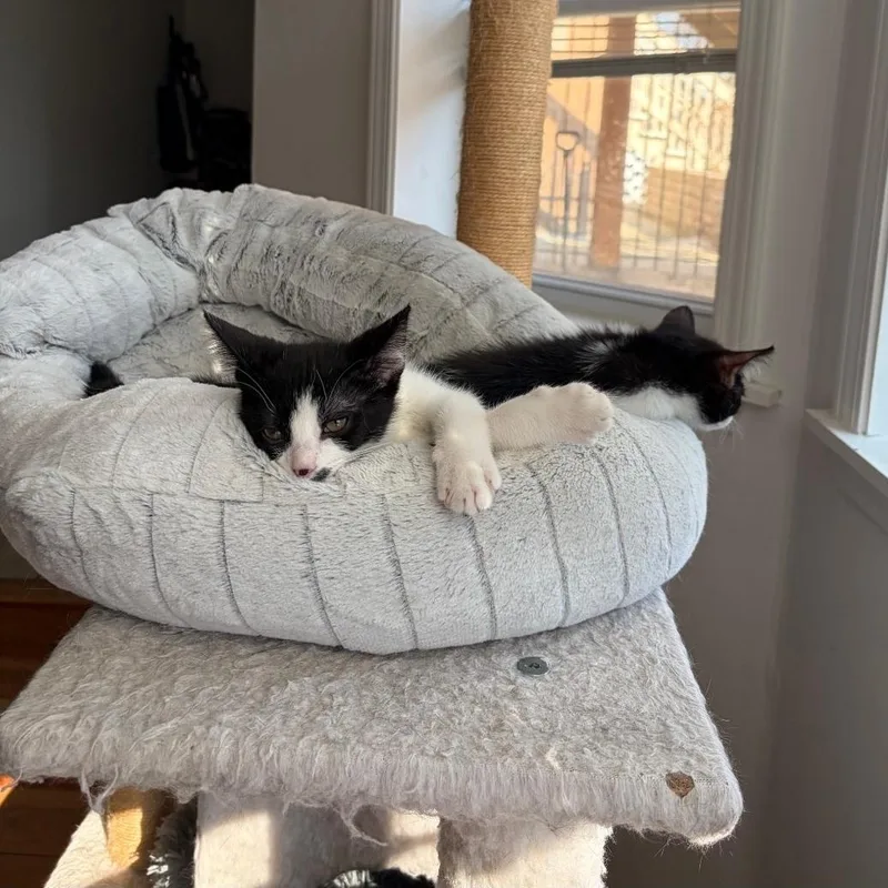 Romeo & Cupid thumbnail 2