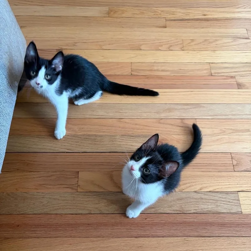 Romeo & Cupid thumbnail 3