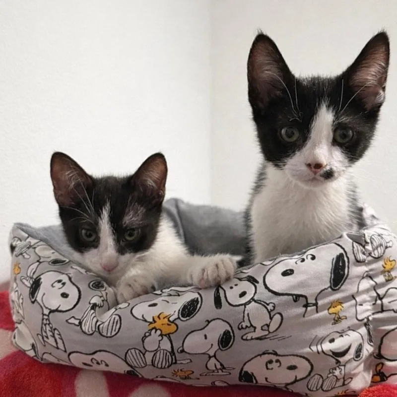 Romeo & Cupid thumbnail 4