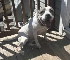 A senior medium-sized female White / Cream Pit Bull Terrier dog named Arlo for adoption in Colorado Springs, CO