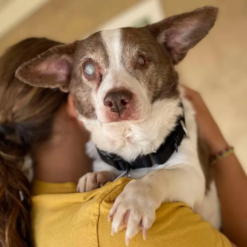 A senior small-sized male White / Cream Chihuahua dog named Artie for adoption in Ramona, CA
