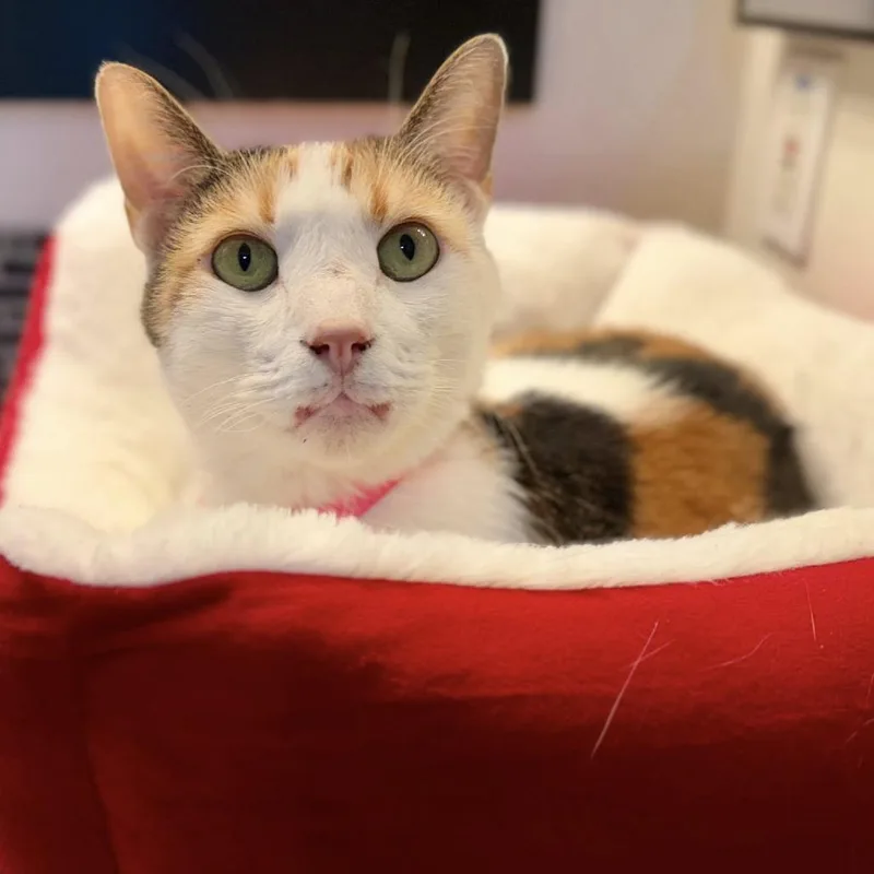 A senior large-sized female Calico Domestic Short Hair cat named Arya for adoption in Ramona, CA