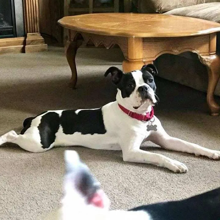 Petey Pablo thumbnail 3