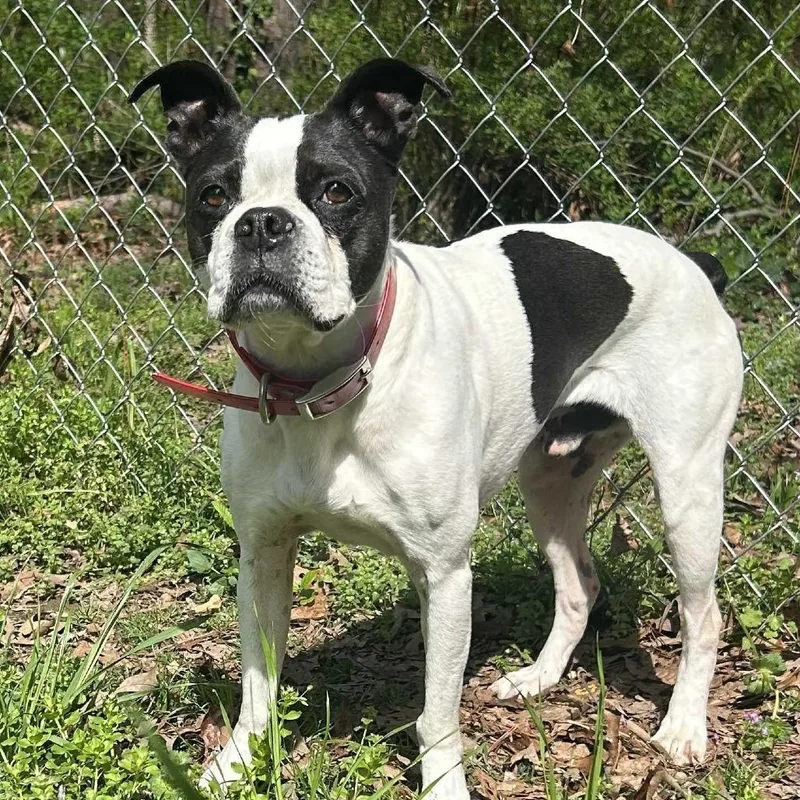 Petey Pablo thumbnail 4