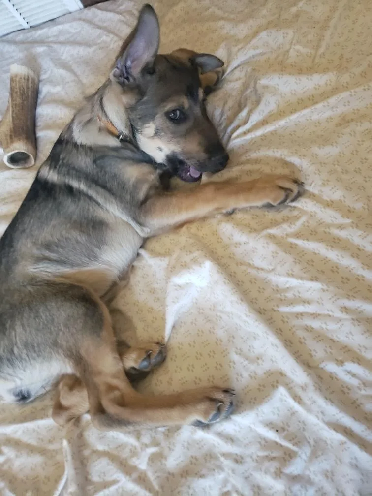 Dutchess thumbnail 2