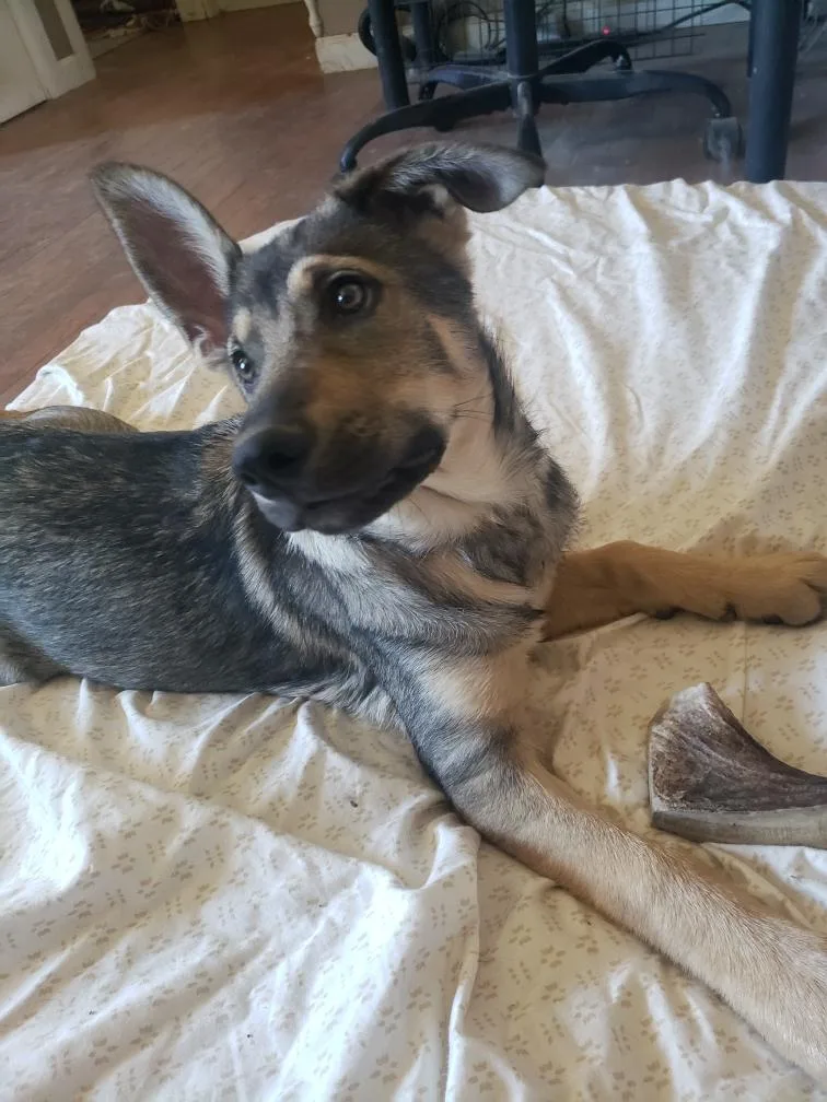 Dutchess thumbnail 3