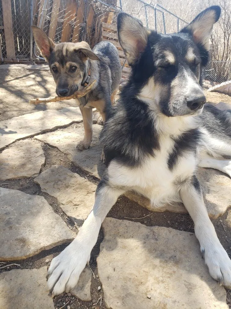 Dutchess thumbnail 4