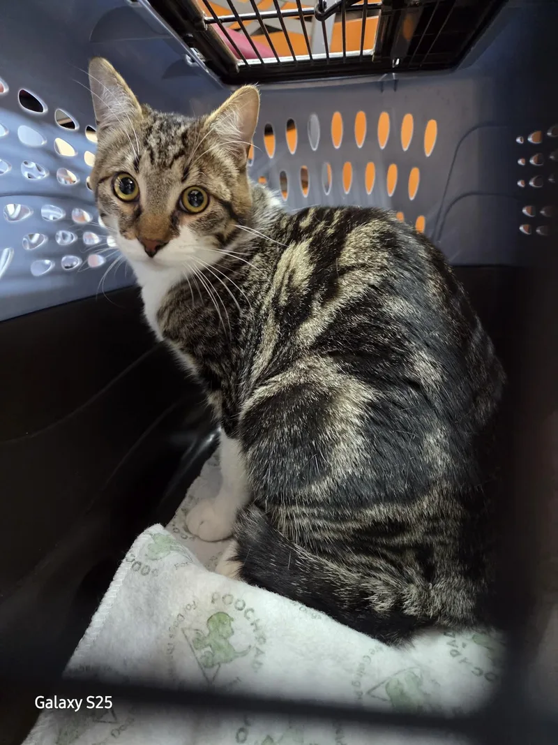 Delano  Ffpr thumbnail 2