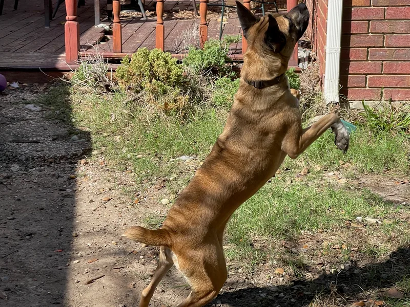 Bunny Goat thumbnail 2